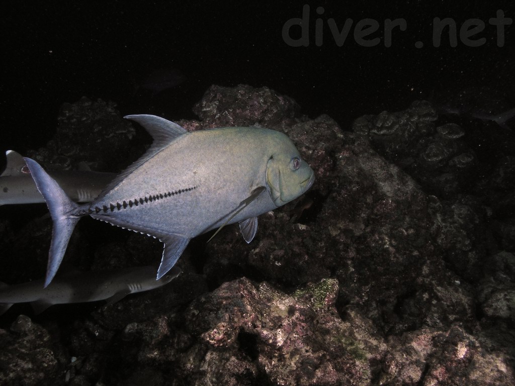 Caranx lugubris Poey, 1860